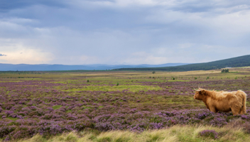 Knowing Where You Stand Is Key For Agricultural Businesses Navigating IHT Changes